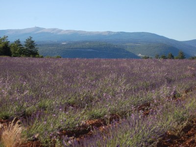 Holiday house with pool in the beautiful Luberon - 611 JOU - Environment photo 15
