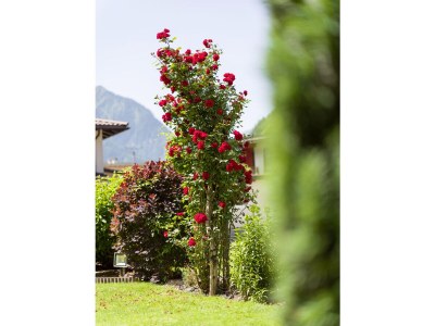Holiday apartment Comfort in AlpinschlÃ¶ssl****Aparts - Outdoor photo 15