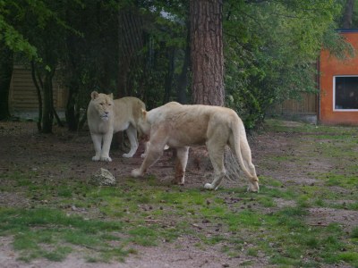 Holiday house Lorbeere. - Environment photo 22