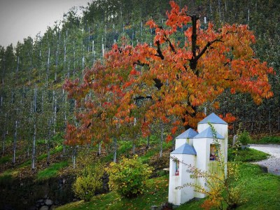 Holiday apartment Pergola at Pardellerhof - Outdoor photo 7