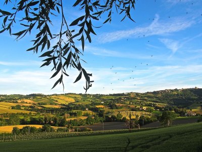 Holiday house Capanna in der "Casa Montale" - Environment photo 18