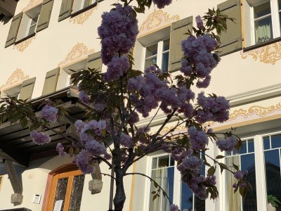 Holiday apartment Wolkensuite - Outdoor photo 10