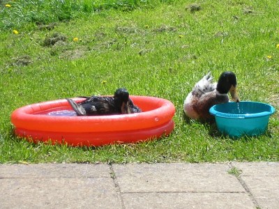 Holiday apartment Rutscherhof - Outdoor photo 9