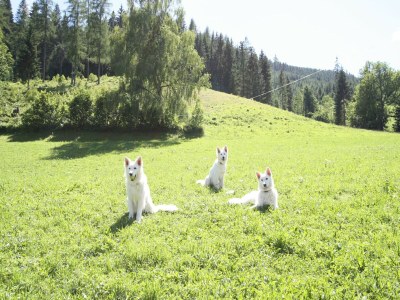 Cottage Mansion in Eben near Salzburger Ski Area - Outdoor photo 23