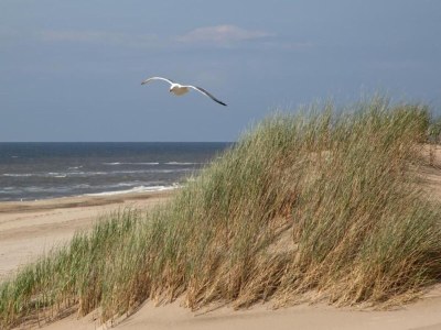 Holiday house Holiday Home in Noordwijk near Beach - Environment photo 29