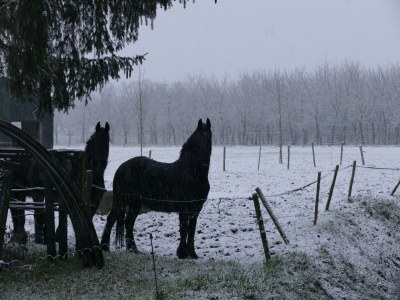 Apartment Idyllic Family Escape in Limburg - Environment photo 21