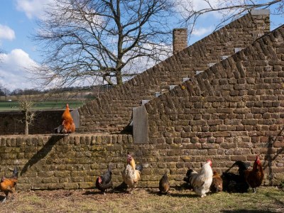 Apartment Idyllic Family Escape in Limburg - Outdoor photo 27