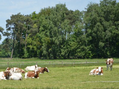 Holiday house Holiday Home in Haaksbergen by Lake - Environment photo 34