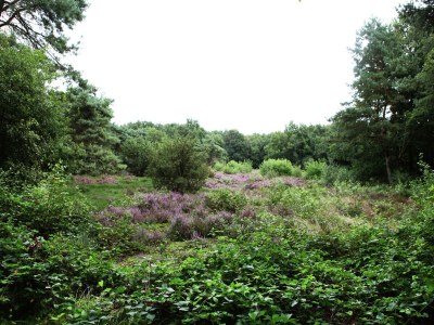 Holiday house Ferienhaus in De Wolden am Wald - Outdoor photo 10