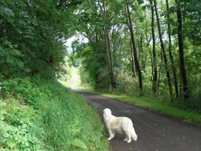 Holiday house Dog-friendly holiday home in the Knüll - Environment photo 21