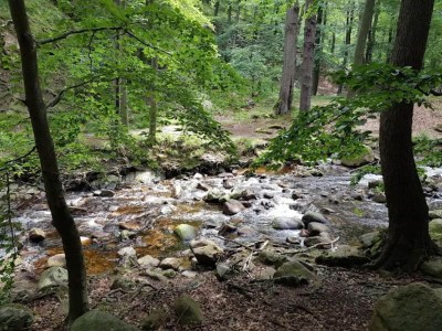 Holiday house Familienspaß & Waldwege in Ilsenburg - Environment photo 45