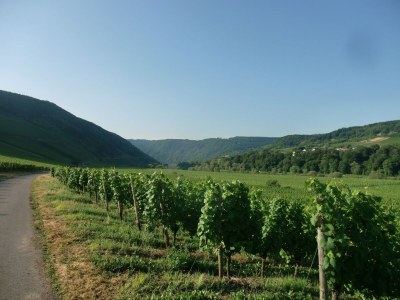 Holiday house Ferienhaus in Briedel an der Mosel - Environment photo 23