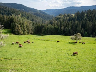 Farmhouse Schwarzwald-Ferienwohnung auf dem Bauernhof - Environment photo 27
