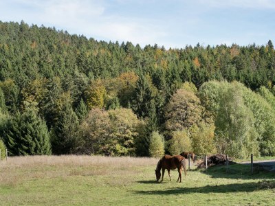 Apartment Forsthauswohnung im Schwarzwald - Environment photo 25