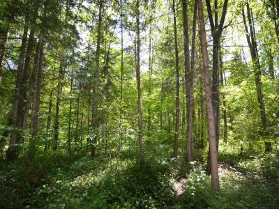 Apartment Ferienwohnung mit Bergaufenthalt in Schönau - Environment photo 37