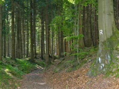 Holiday house Friedlicher Waldurlaub in Altenfeld - Environment photo 29