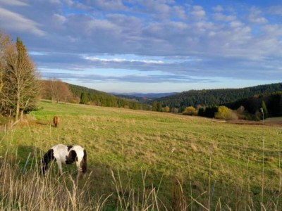 Holiday house Friedlicher Waldurlaub in Altenfeld - Environment photo 38