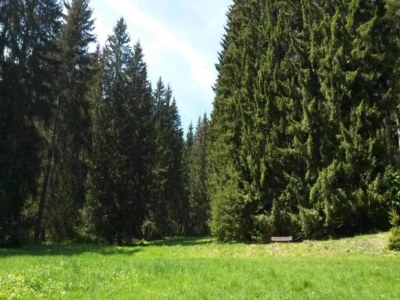 Holiday house Friedlicher Waldurlaub in Altenfeld - Environment photo 48