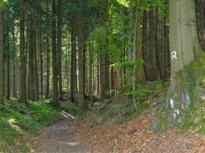 Holiday house Peaceful Forest Getaway - Environment photo 23