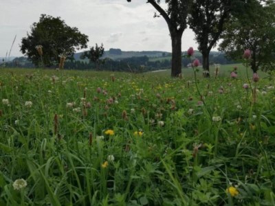 Holiday house Peaceful Forest Getaway - Environment photo 26