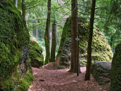Holiday house Peaceful Forest Getaway - Environment photo 29