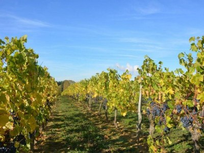 Holiday house Retreat in Beaumont-en-Véron - Environment photo 40
