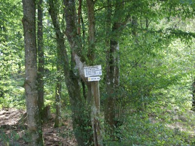 Holiday house Forest Retreat in Vosges - Environment photo 32