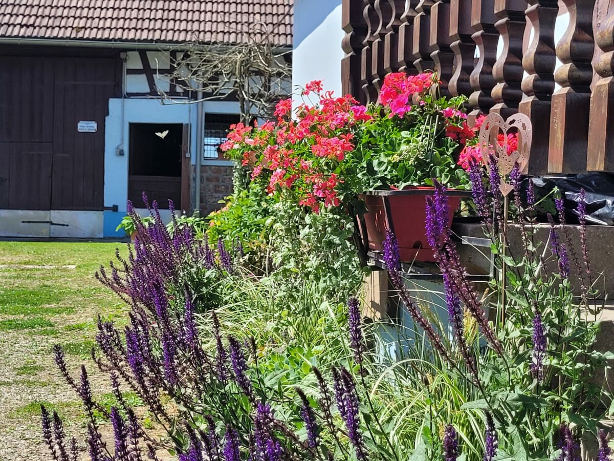 Holiday house Holiday Home Alsace near Vosges Nature Park - Outdoor photo 5
