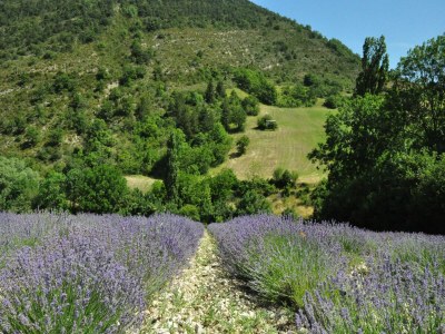 Villa Farmhouse in Carpentras with Pool - Environment photo 35