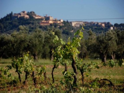Holiday house Holiday Home in Castagneto near the Beach - Environment photo 30
