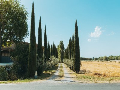 Holiday house Accogliente casa vacanze a Cortona con piscina - Outdoor photo 15
