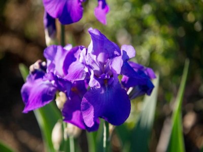 Holiday house Ferienhaus in Cortona - Environment photo 19