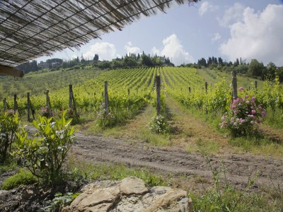 Farmhouse Bauernhaus am Chianti-Hügel - Outdoor photo 3
