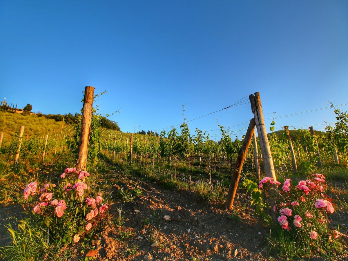 Apartment Escape to Vineyards, Elba - Outdoor photo 5