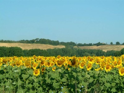 Farmhouse 360 degree view of the Tuscan - Environment photo 26