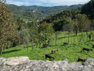 Apartment Relaxing Tuscan Home with WiFi - Environment photo 34