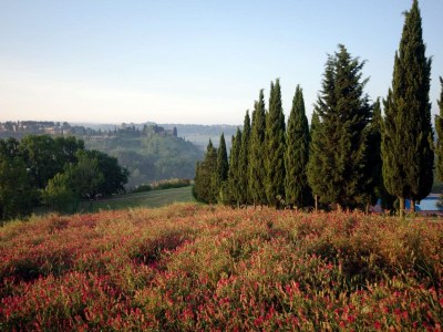Holiday house La Ginestra - Environment photo 16