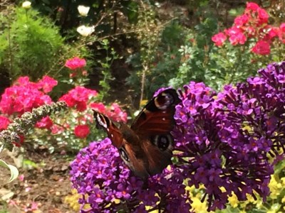 Villa Susi and Strolchis - Outdoor photo 10