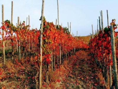 Cottage Mansion in Langhe with Pool and Winery Charm - Environment photo 31