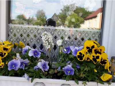 Holiday apartment Thomas - Outdoor photo 13