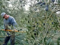 Franco Burrello