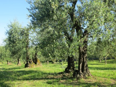 Holiday apartment Casa Rondini - Environment photo 20