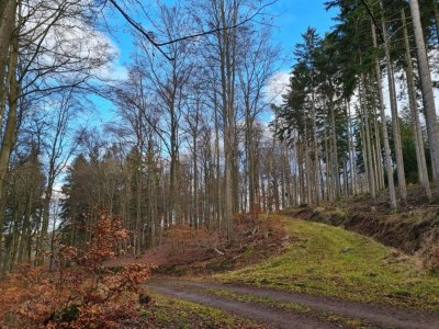Villa Küstenvilla in der Nähe von Stränden - Environment photo 21