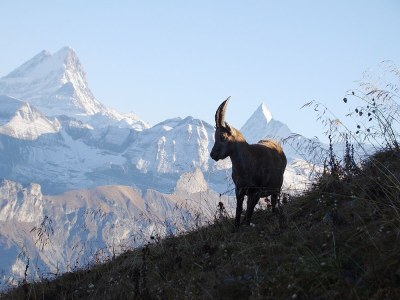 Apartment Chalet in the Swiss alps - Environment photo 19