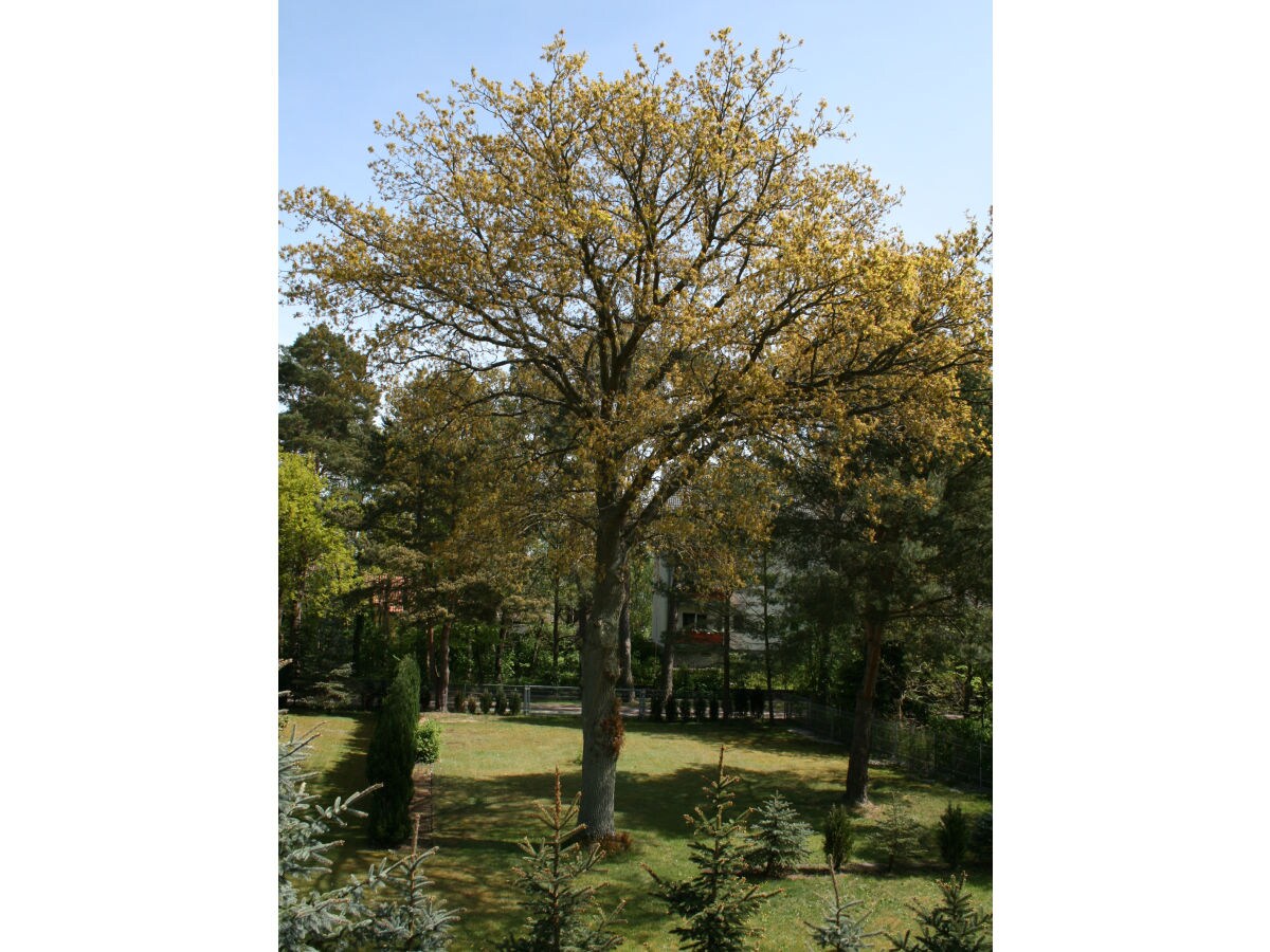 Holiday apartment Ostseebrise - Outdoor photo 4
