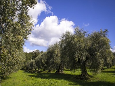 Holiday house Pet-Friendly Getaway, Castagneto Carducci - Outdoor photo 6