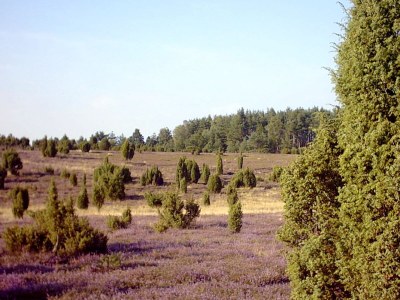 Holiday apartment at Bunge Heath Farm - Environment photo 13
