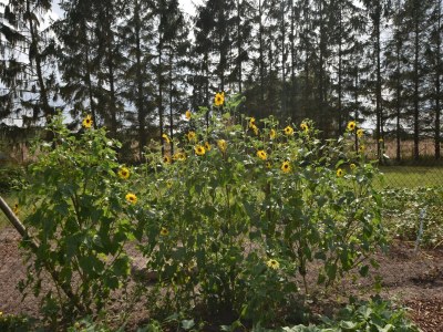 Apartment Wohnung in Alt Bukow mit Garten - Environment photo 41