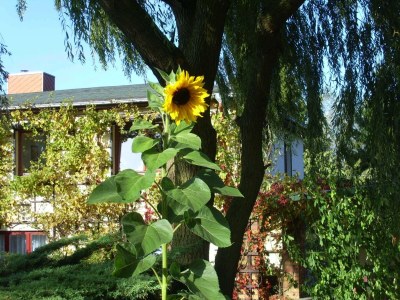 Apartment Wohnung in Alt Bukow mit Garten - Outdoor photo 45
