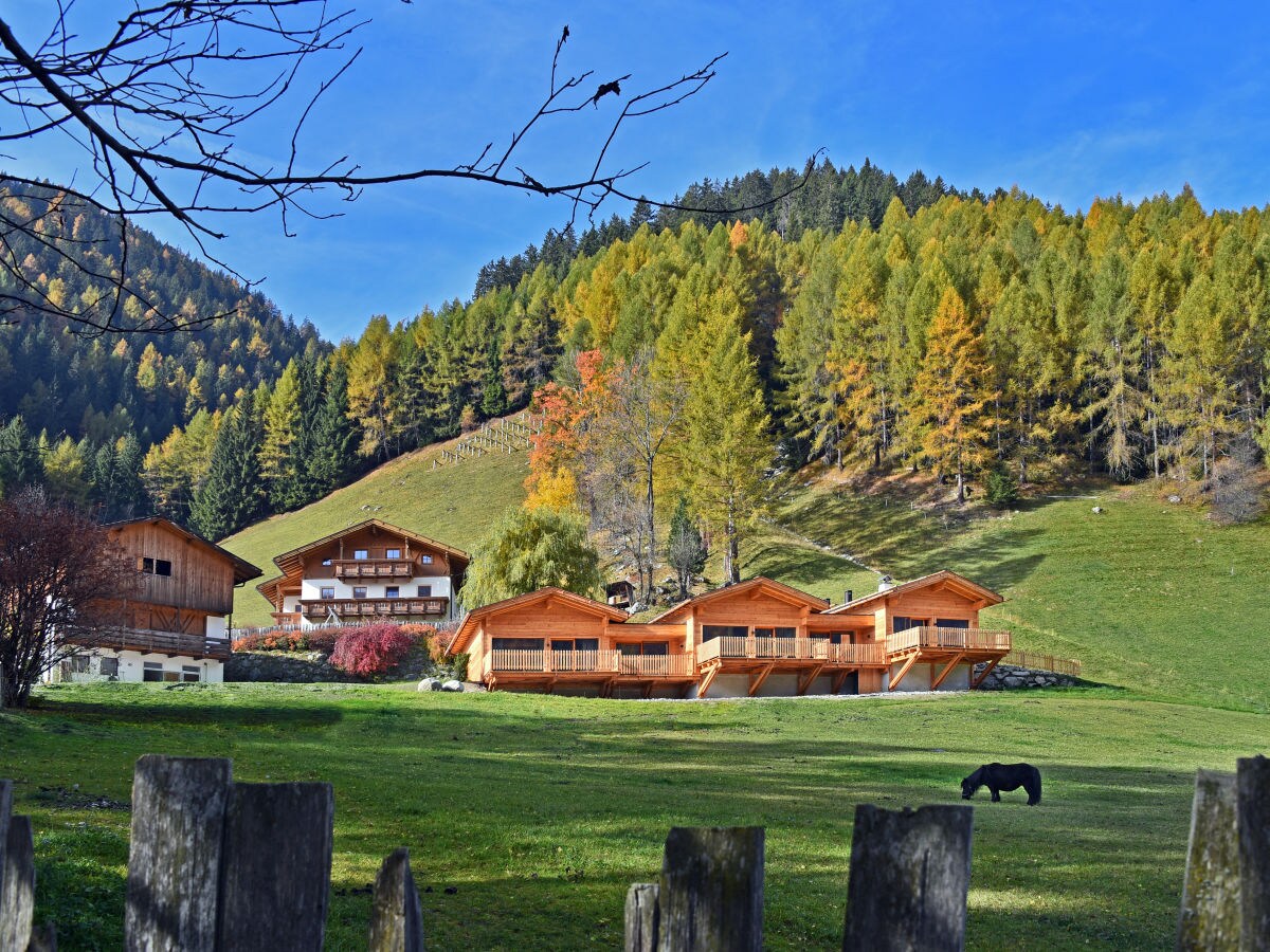 Chalet Larch forest